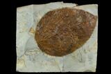 Fossil Leaf (Beringiaphyllum) - Montana #120800-1